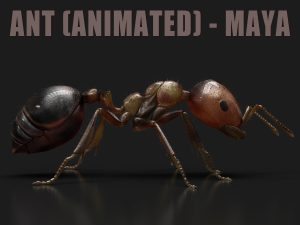 Buy 3D Models Online | Ant 3D Models Online