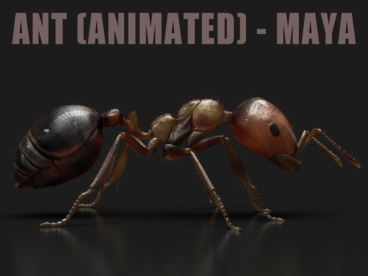 Buy 3D Models Online | Ant 3D Models Online