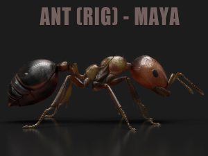 Buy 3D Models Online | Ant 3D Models Online