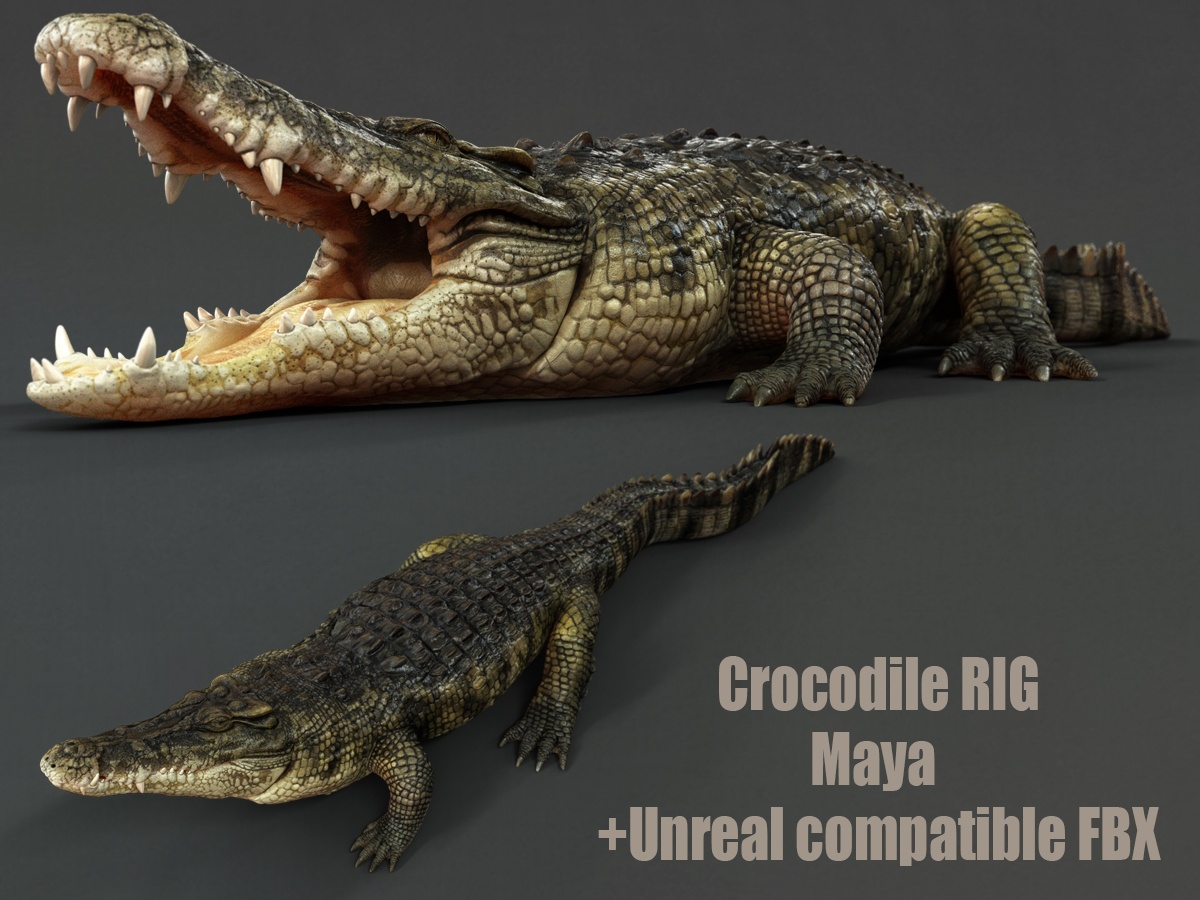 Crocodile RIG - Massimo Righi