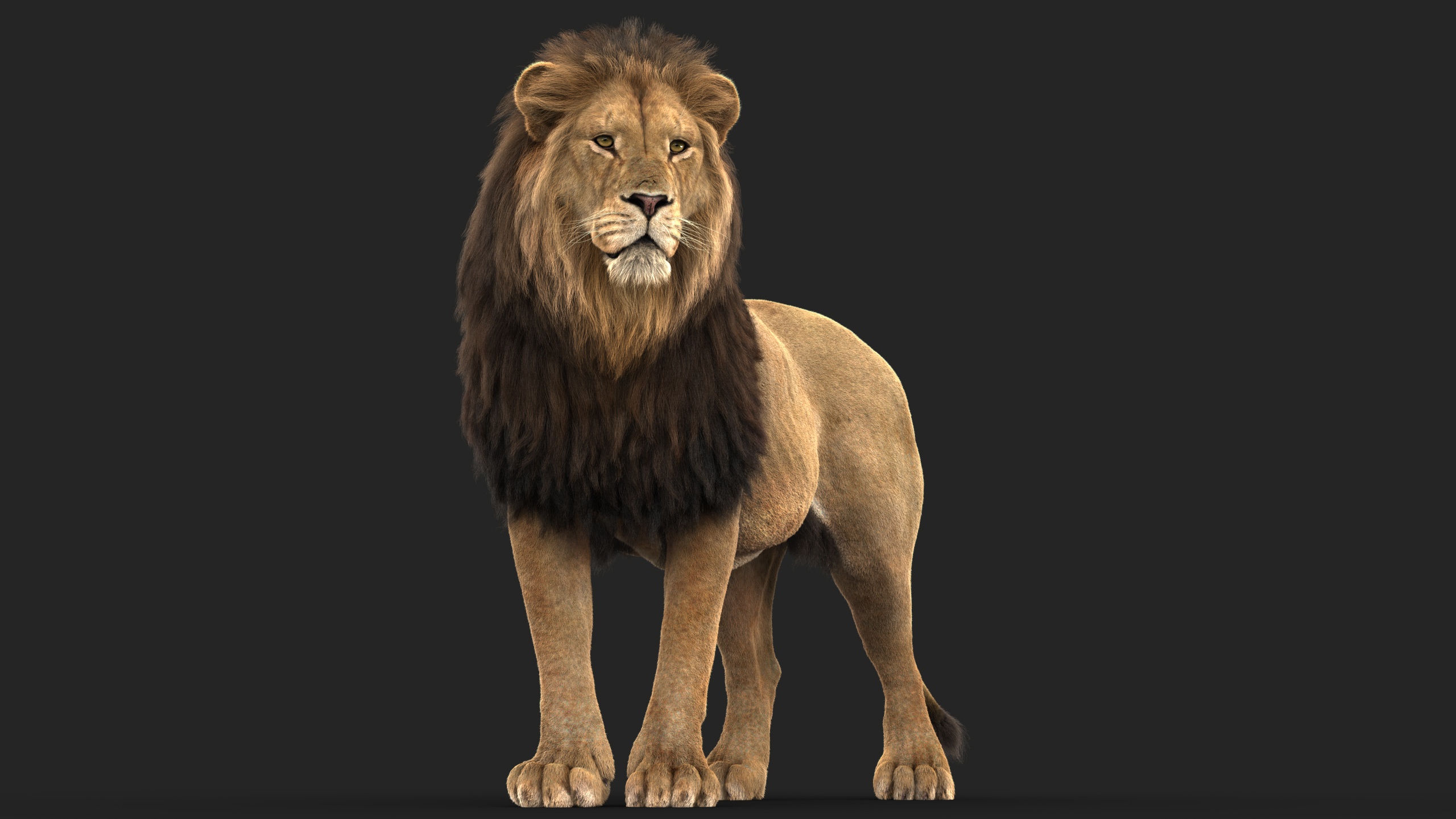 Lion (C) (RIG) (XGEN-CORE) Online | 3D Models Online | Massimo Righi