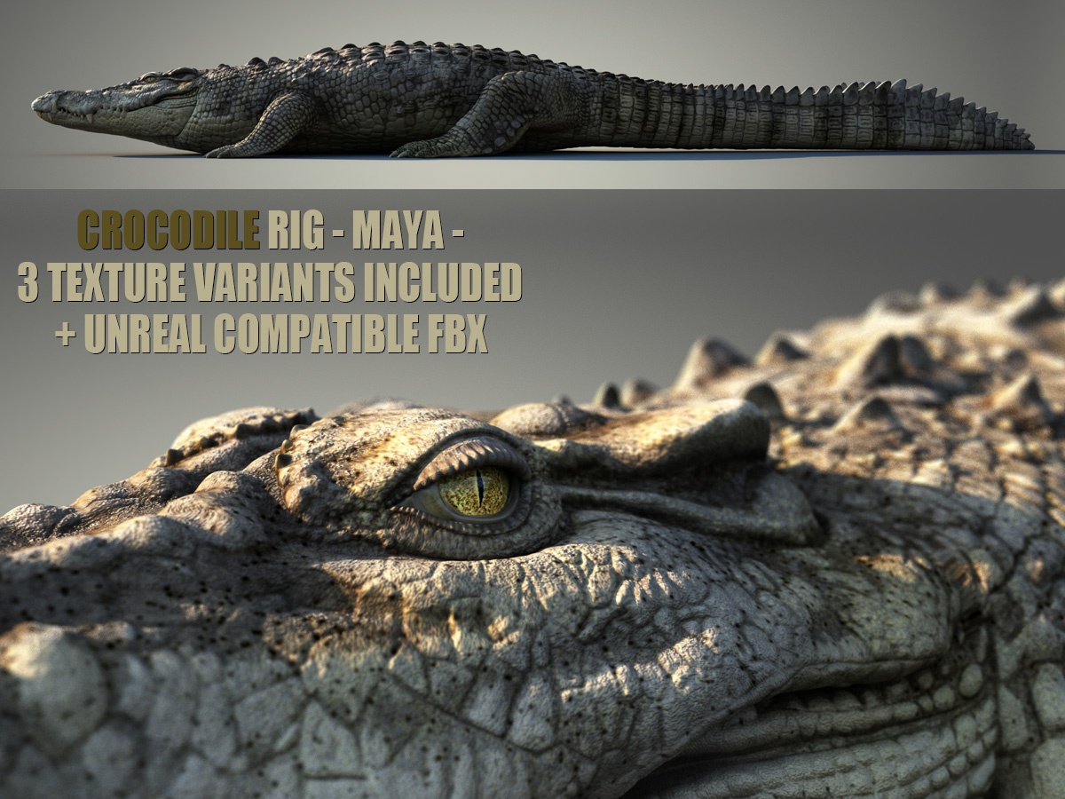 Crocodile Animated Online| Buy 3D Models Online