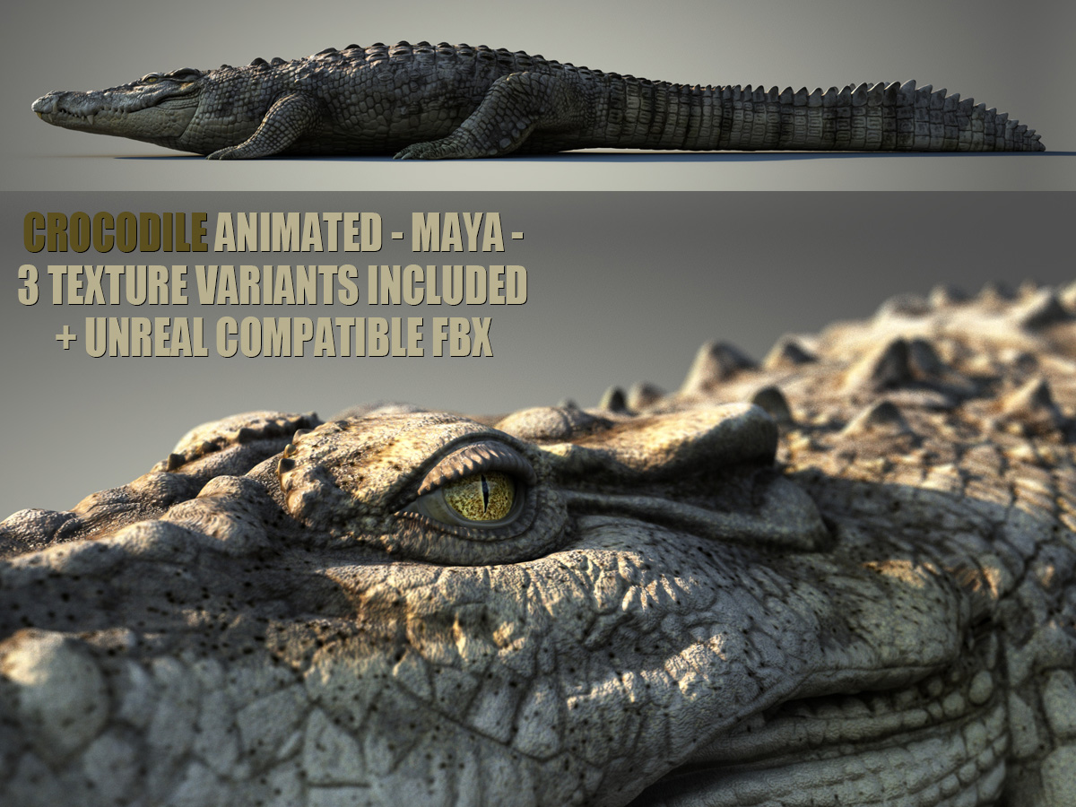 Crocodile Animated Online| Buy 3D Models Online