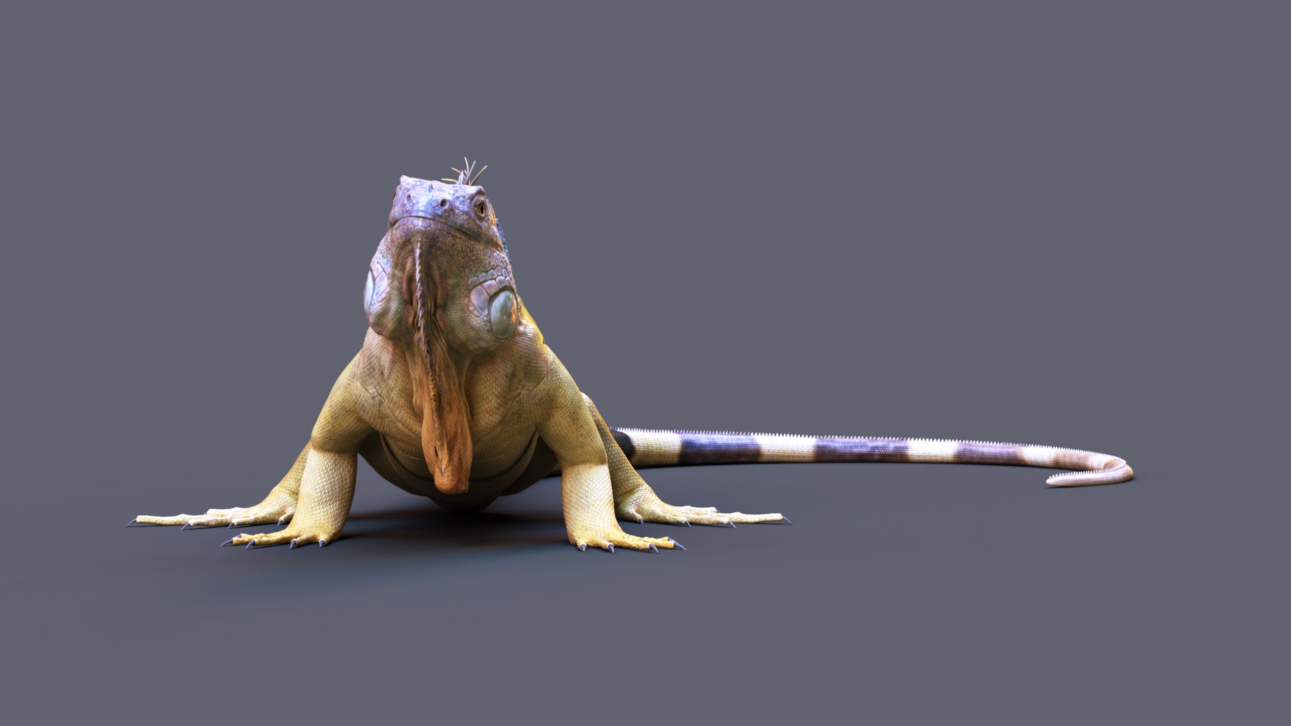 Iguana RIG – demo