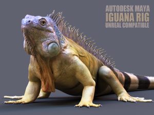 Iguana 3D Models Online | Buy 3D Models Online