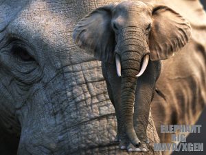 African Elephant Rig online |Buy 3D Models Online