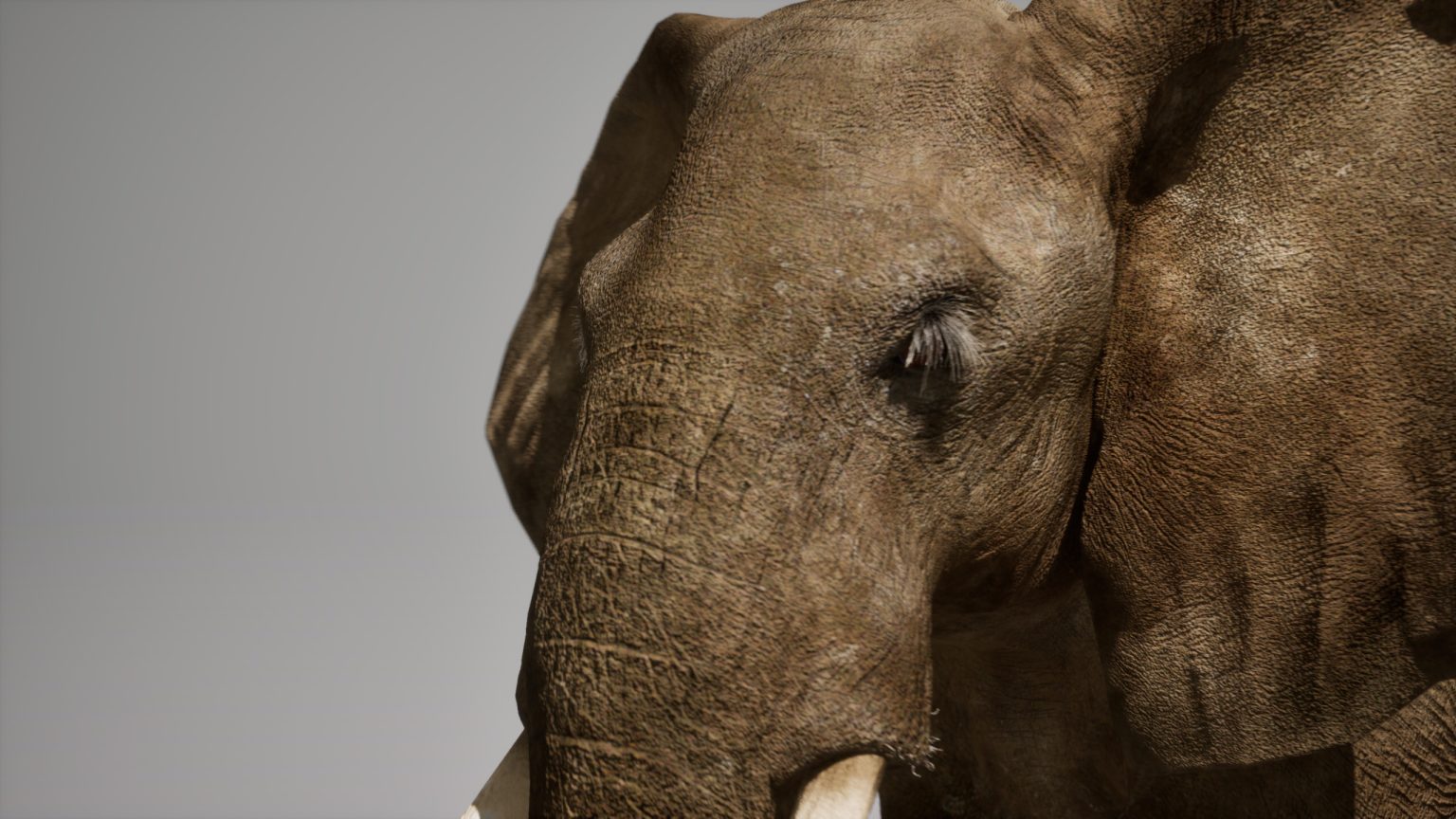 African Elephant Animated Online | Buy 3D Models Online