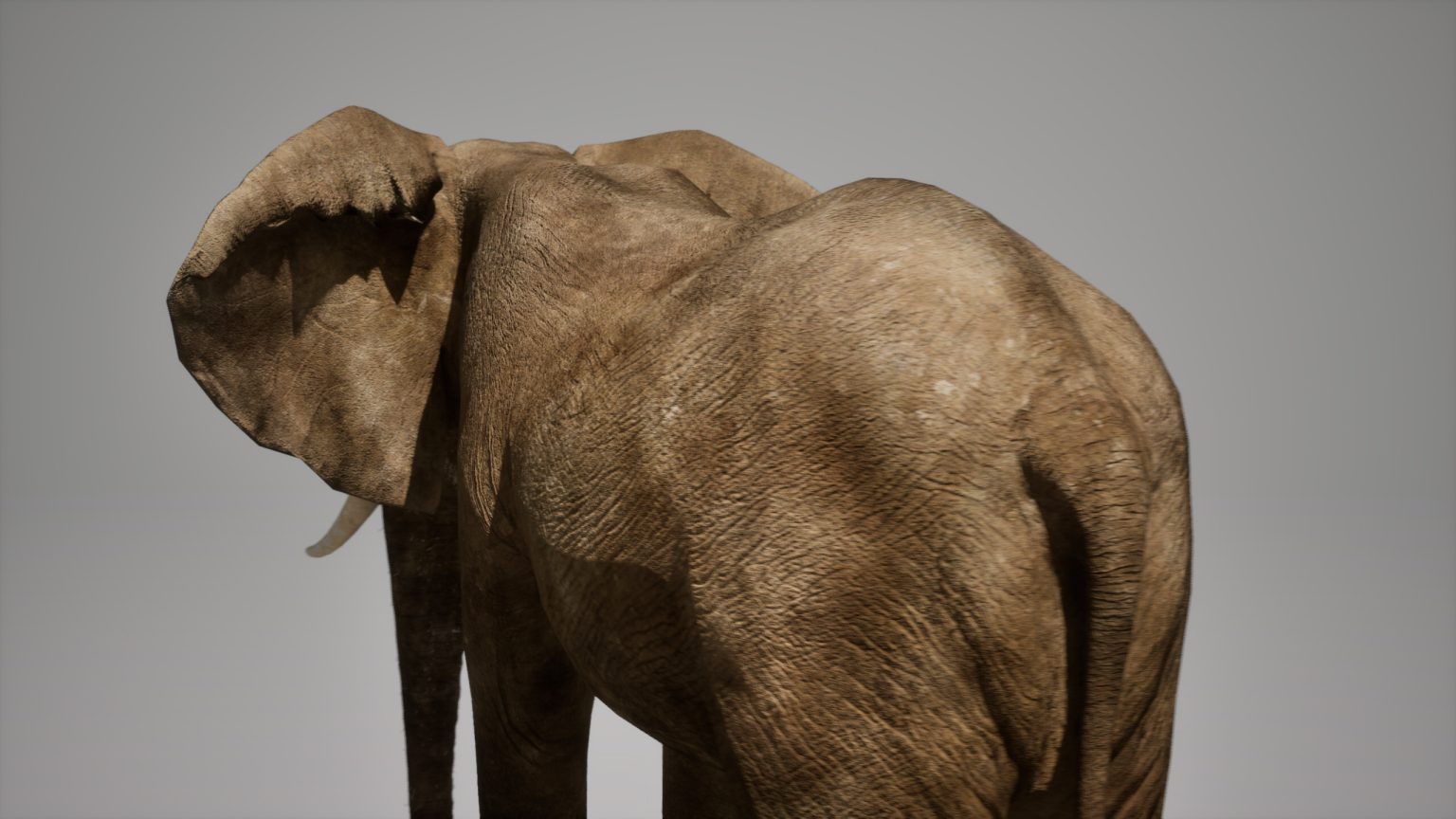 African Elephant Animated Online | Buy 3D Models Online