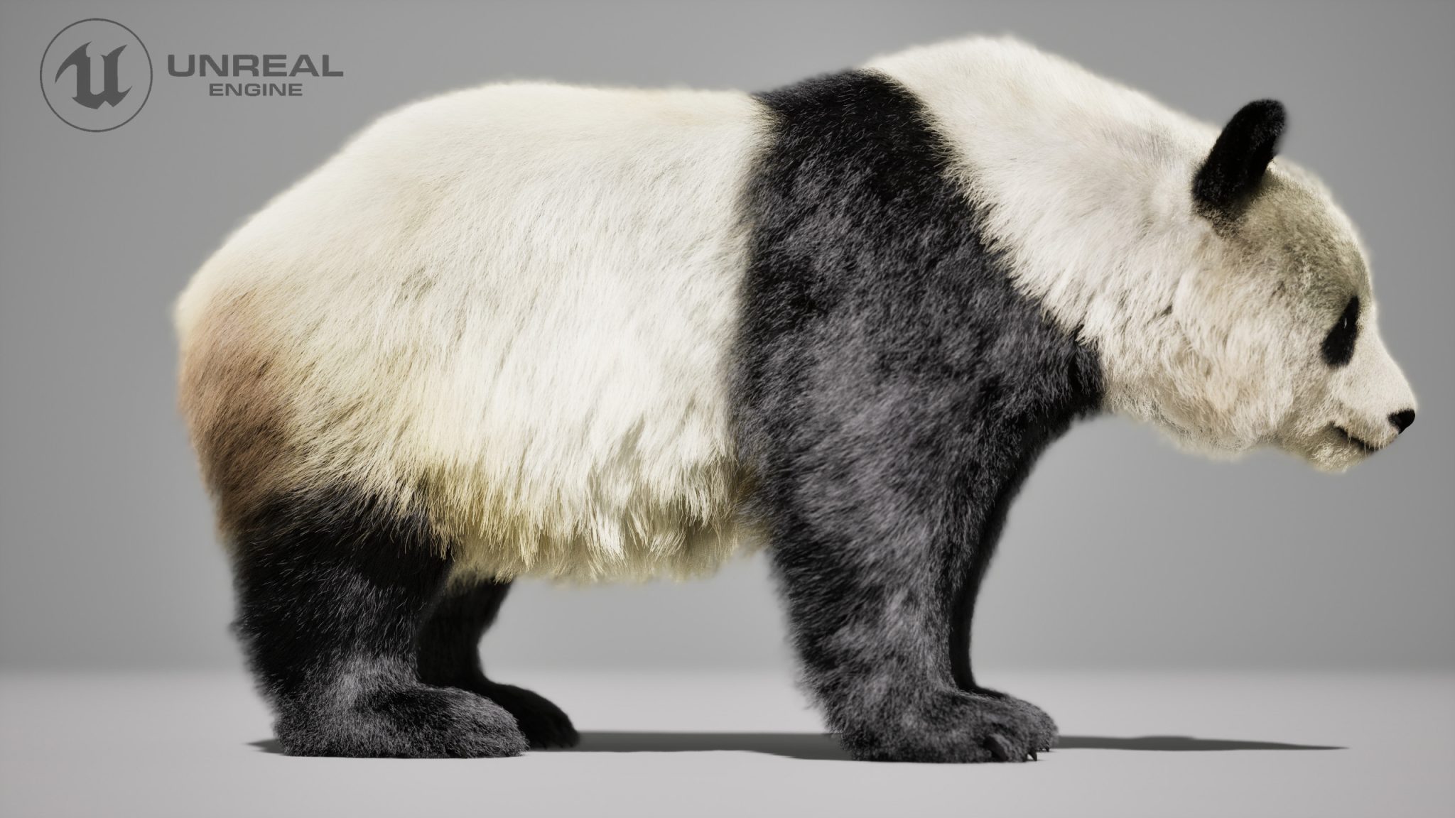 Panda Animated Online | Buy 3D Models Online