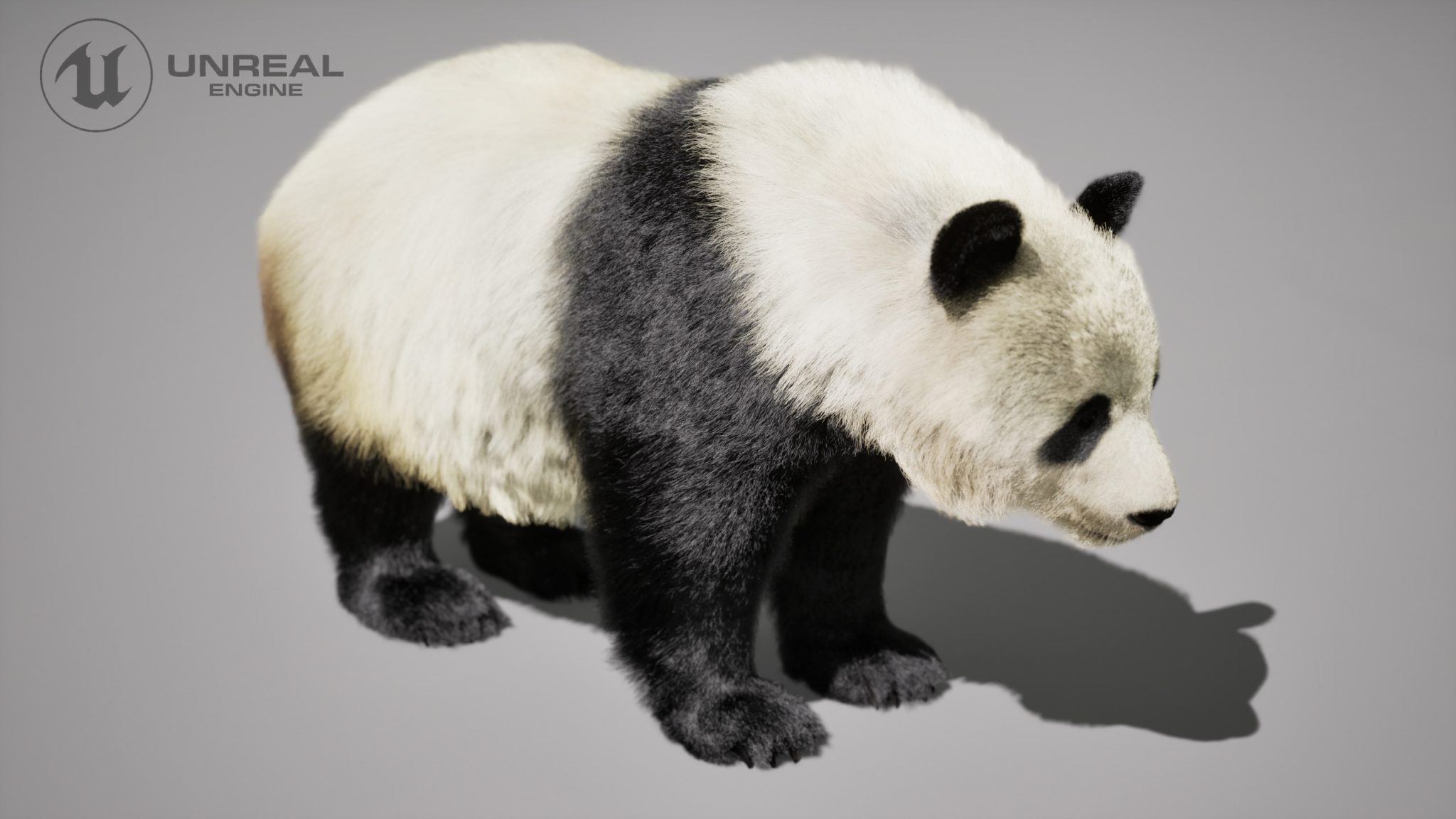 Panda Animated Online | Buy 3D Models Online