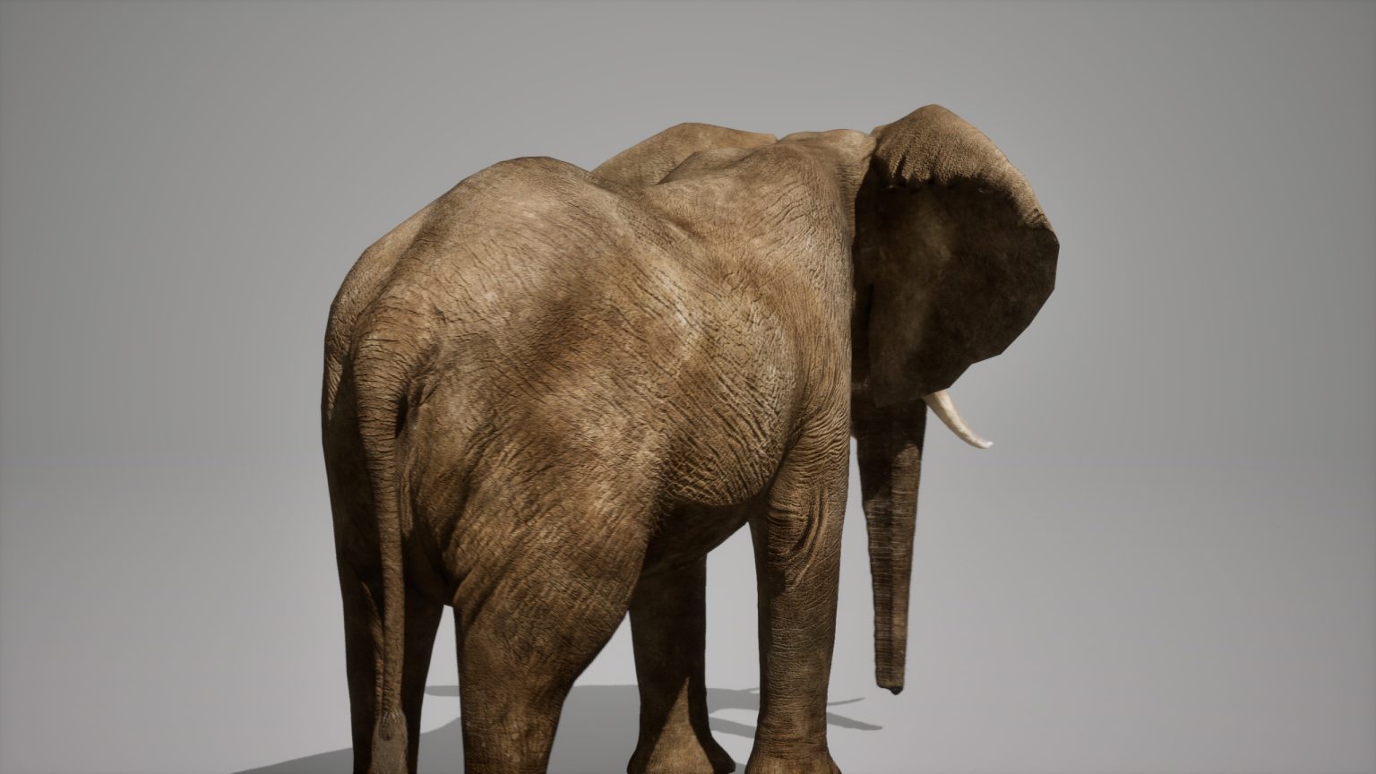 African Elephant Animated Online | Buy 3D Models Online