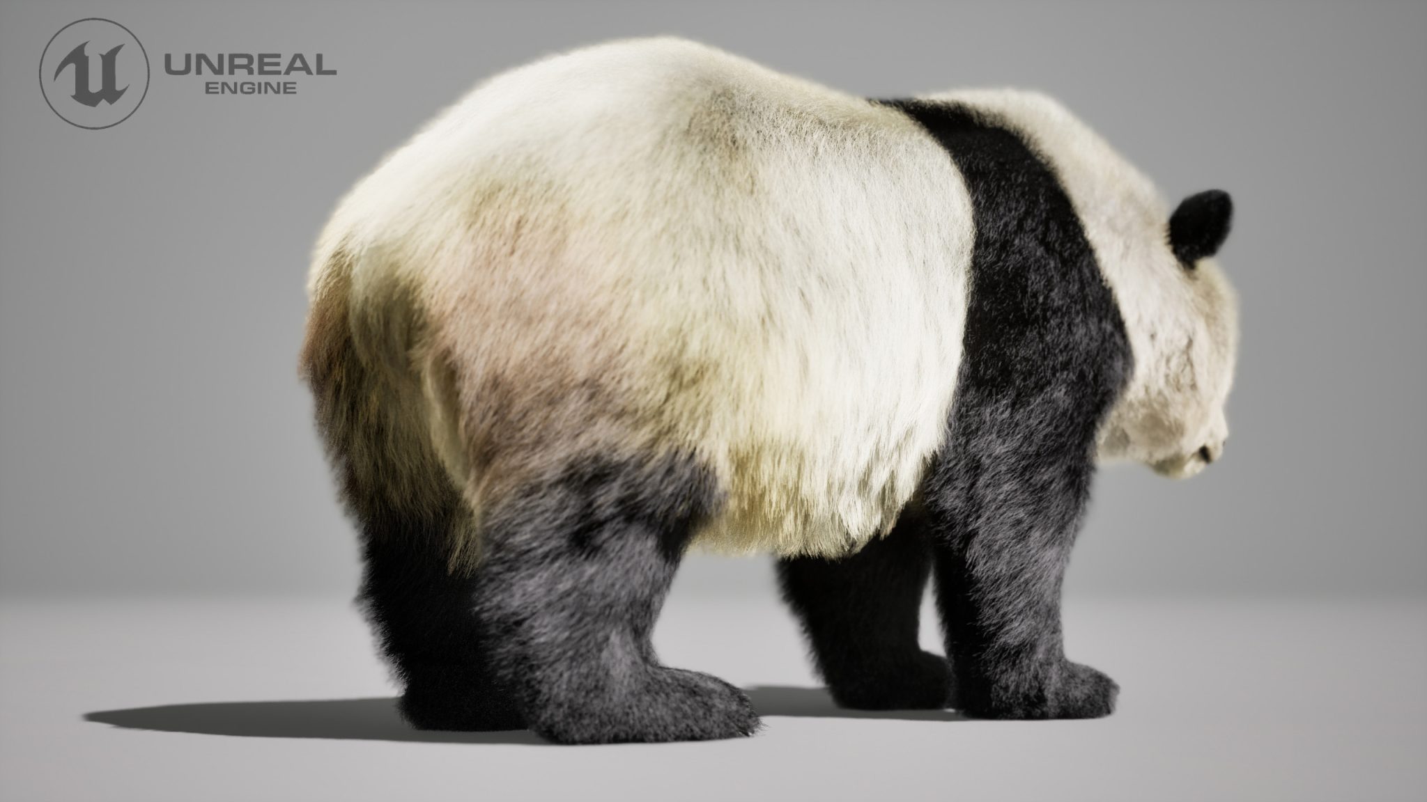 Panda Animated Online | Buy 3D Models Online