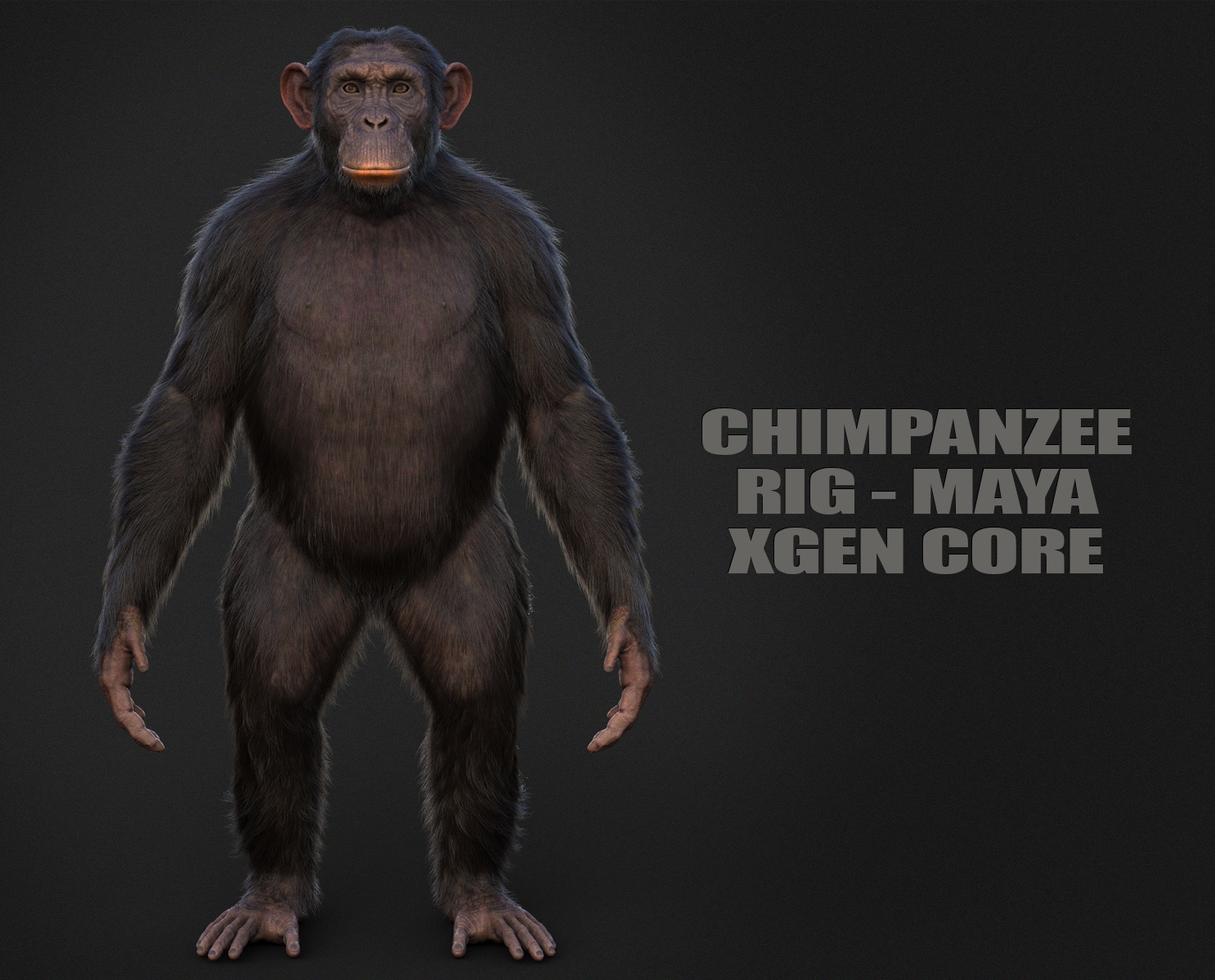 Chimpanzee 3D Models | Animal 3D Models