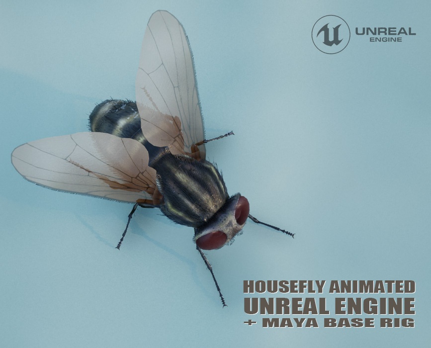 House Fly Animated Online | Buy 3D Models Online