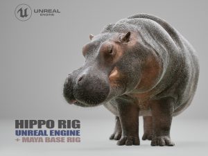 Hippopotamus 3D Models | Animal 3D Models