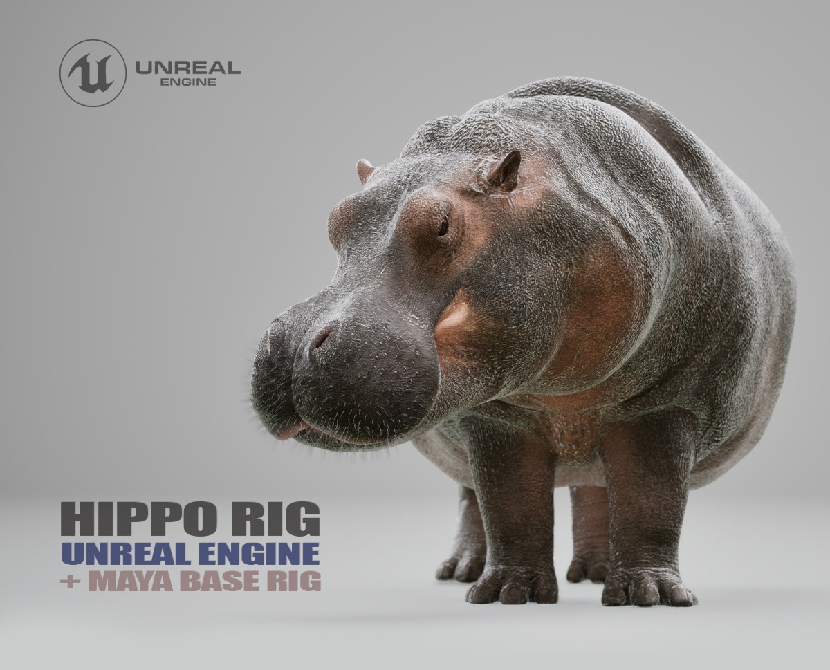 Hippopotamus 3D Models | Animal 3D Models
