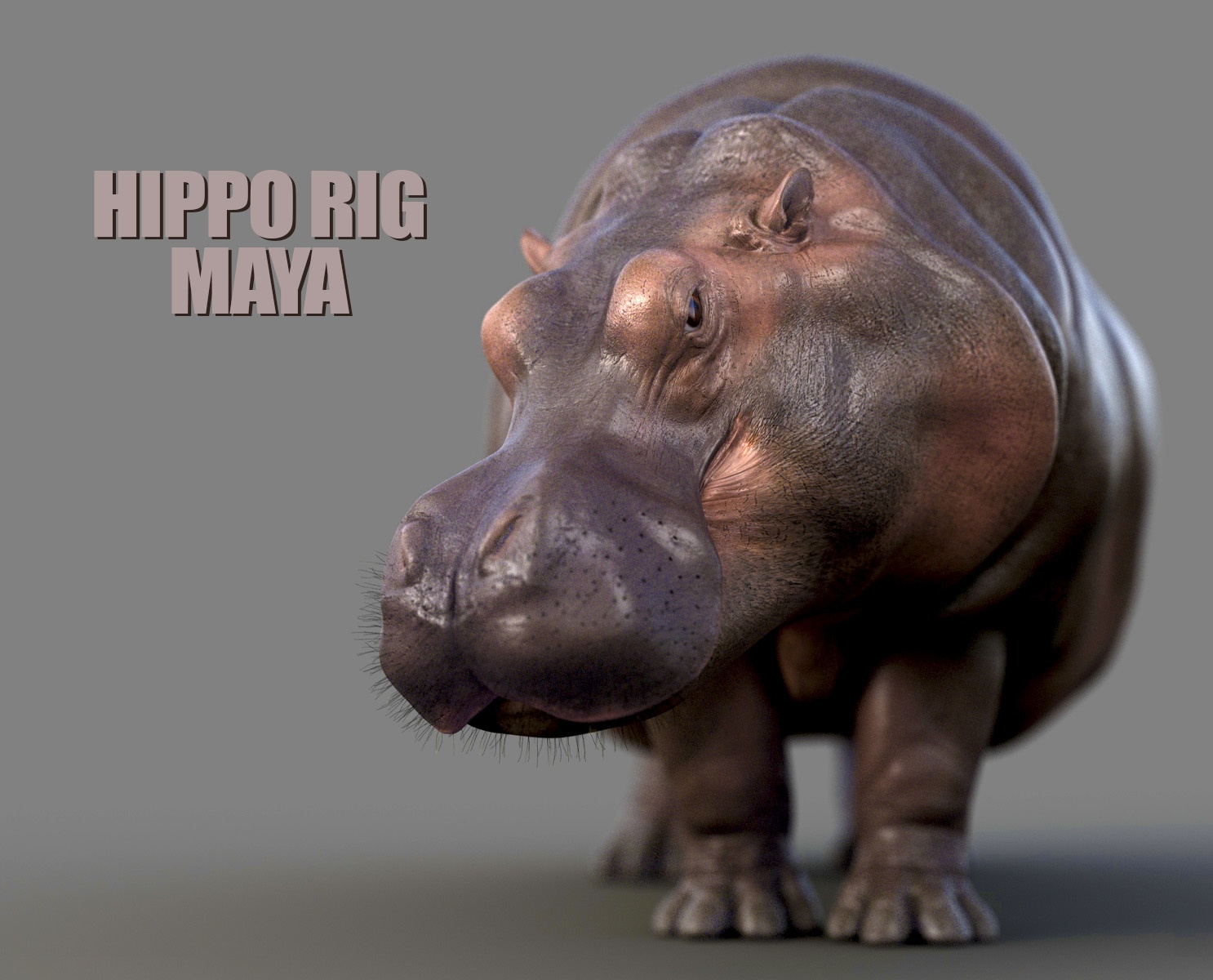 Hippopotamus 3D Models | Animal 3D Models