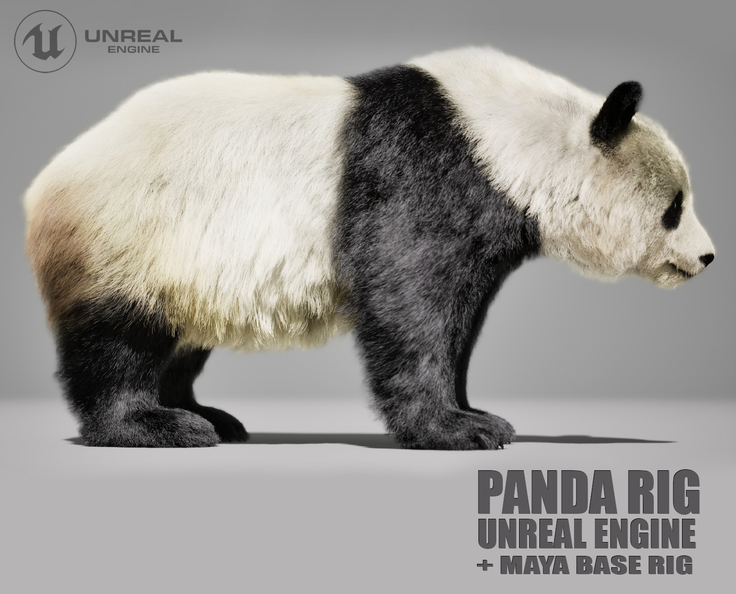 Panda 3D Models | Animal 3D Models