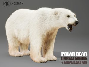 Polar Bear 3D Models | Animal 3d Models