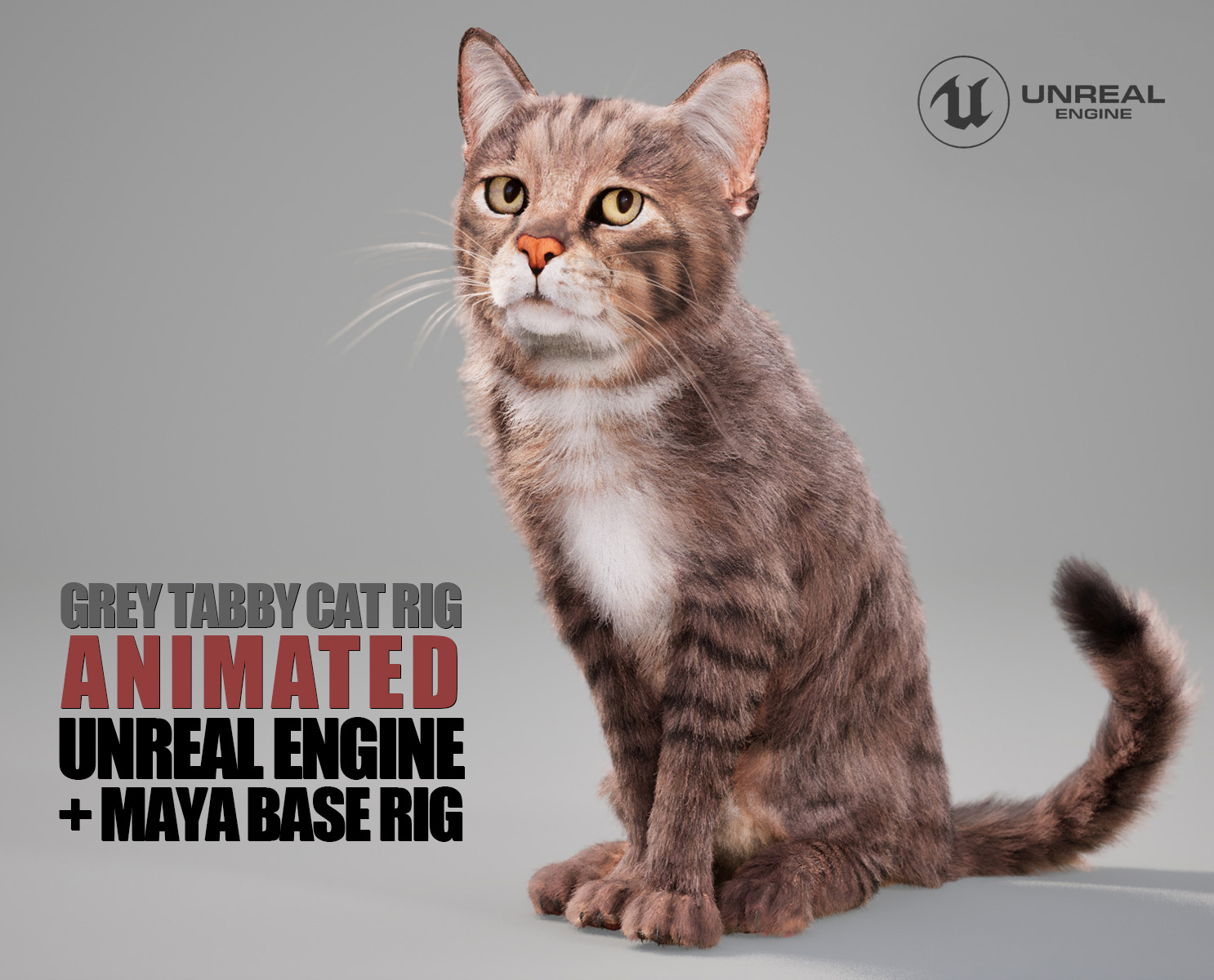Cat Grey Tabby 3D Models | Animal 3d Models