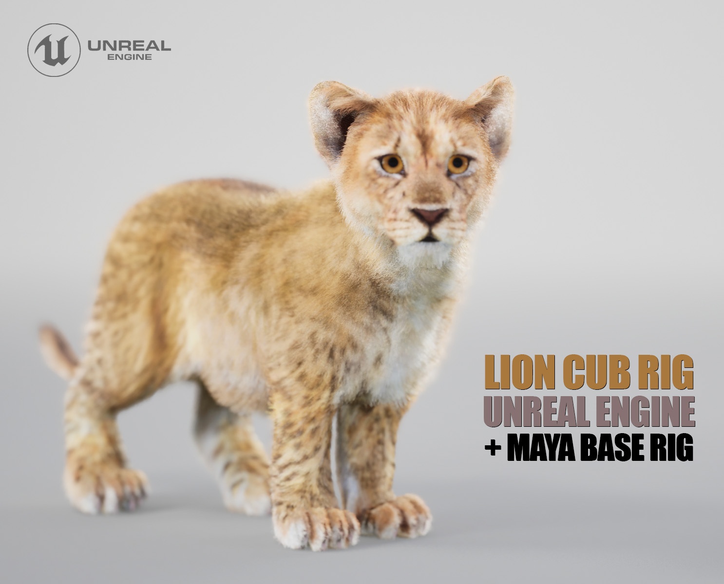 Lion Cub Rig 3D Models | Animal 3d Models