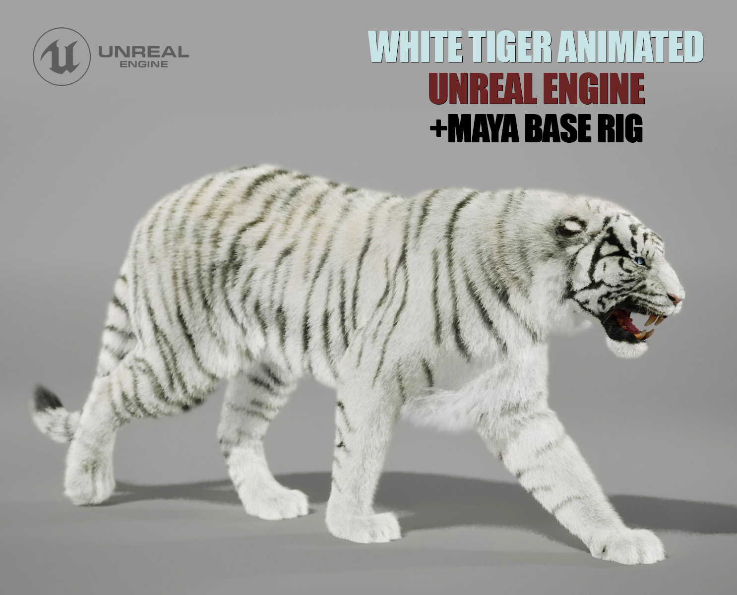 White Tiger 3D Models | Animal 3d Models