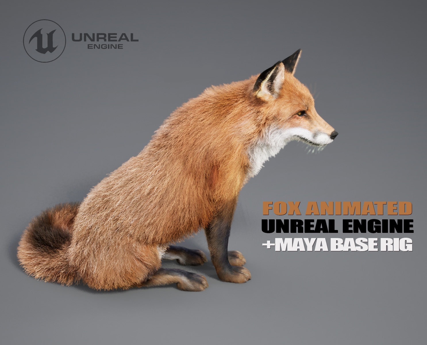 Fox 3D Models | Animal 3D Models