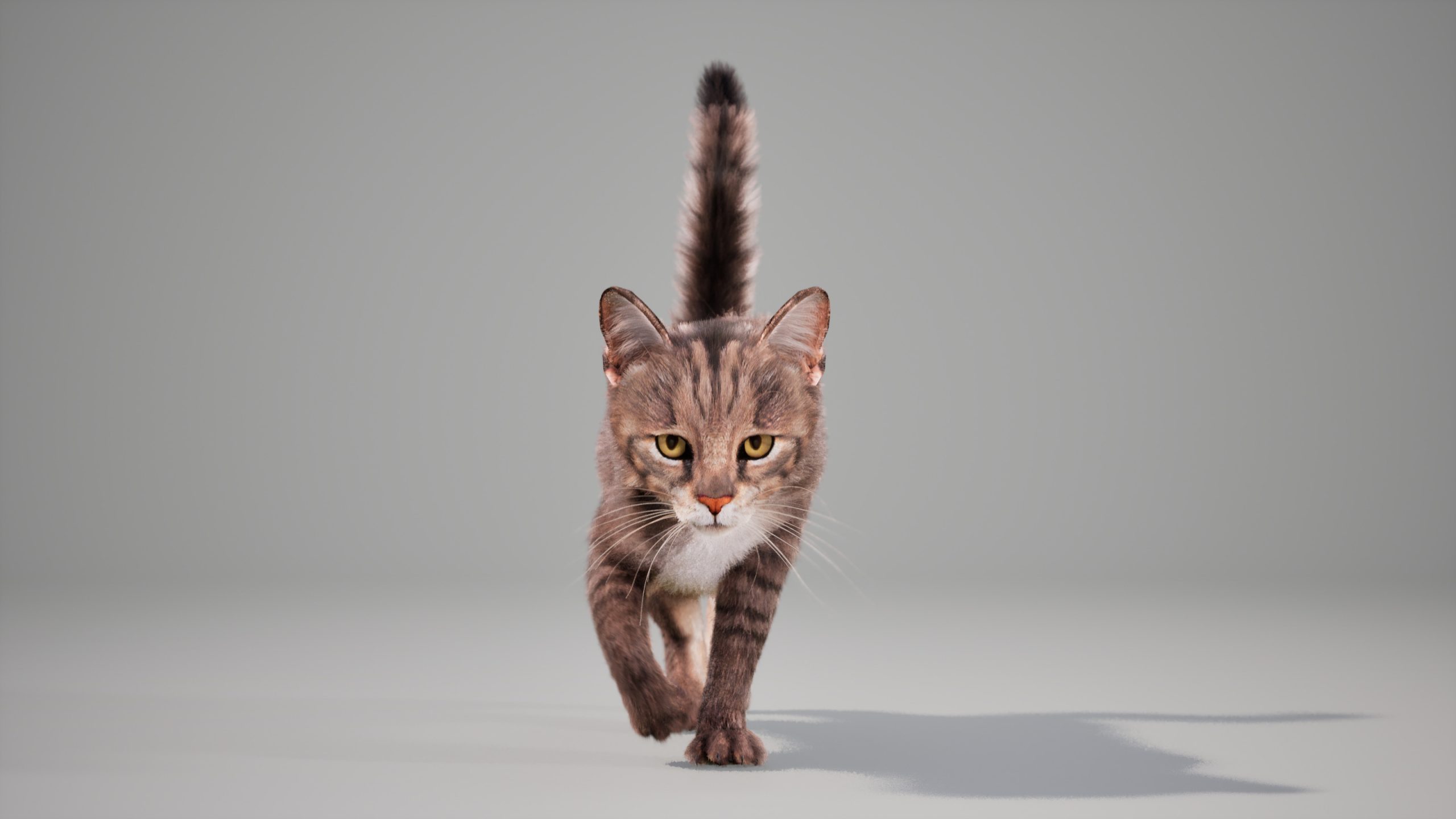 Cat Grey Tabby Animated UNREAL project (+ Maya base rig) - Main Image
