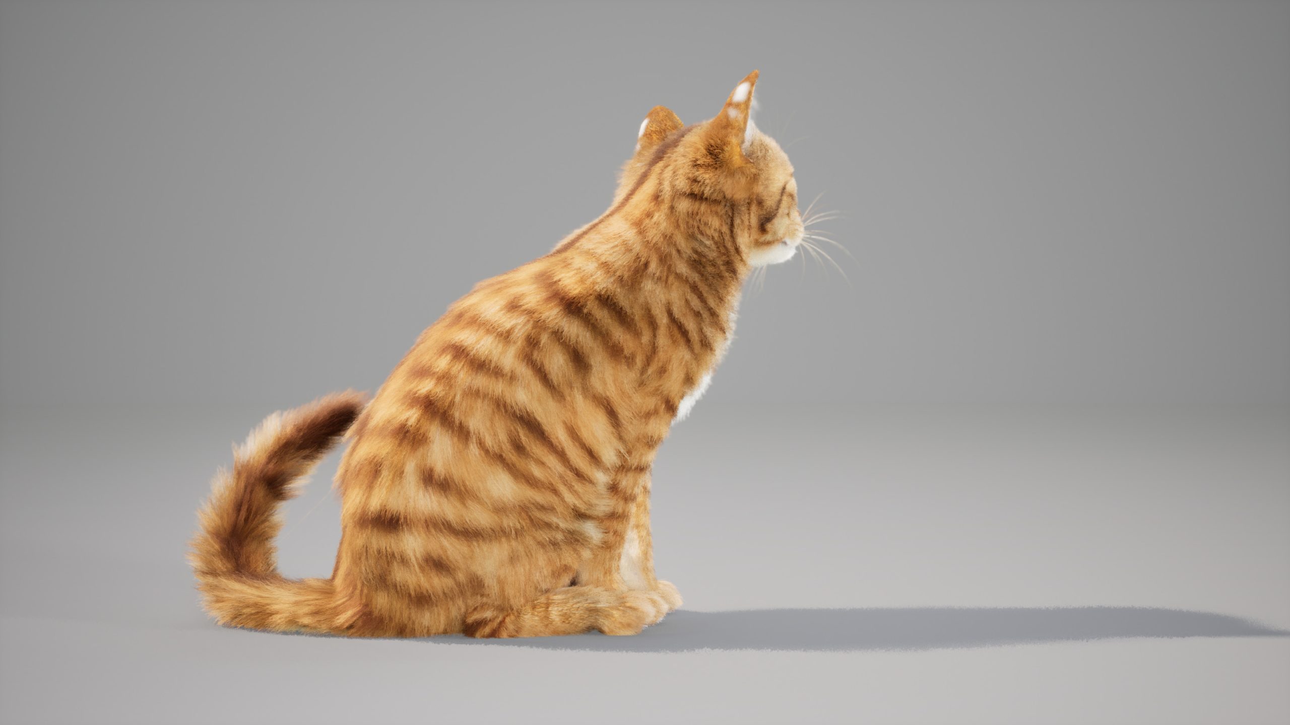 Cat Orange Tabby 3D Models | Animal 3d Models