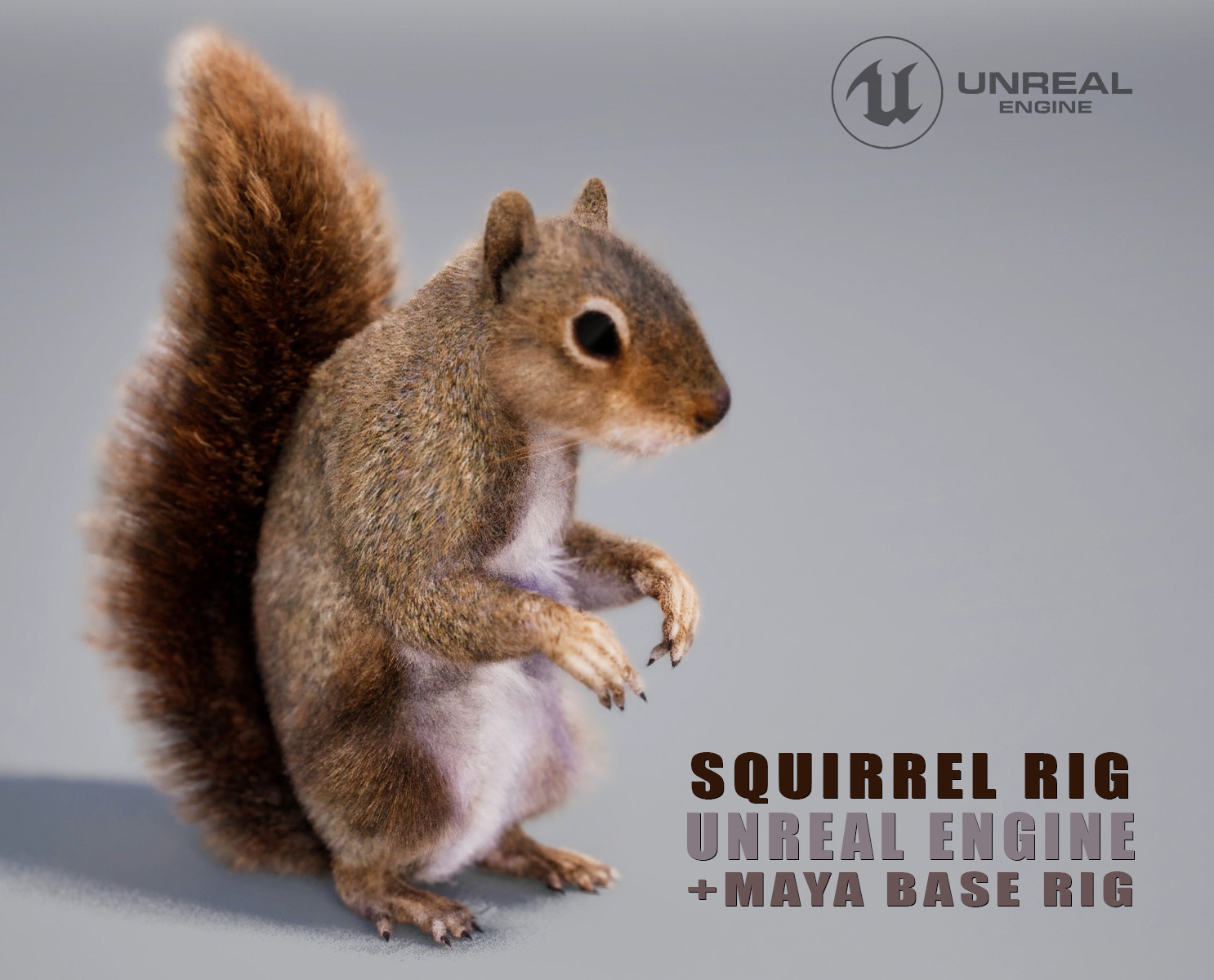 Squirrel 3D Models | Animal 3d Models