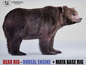 Bear Rig 3D Models | Animal 3d Models