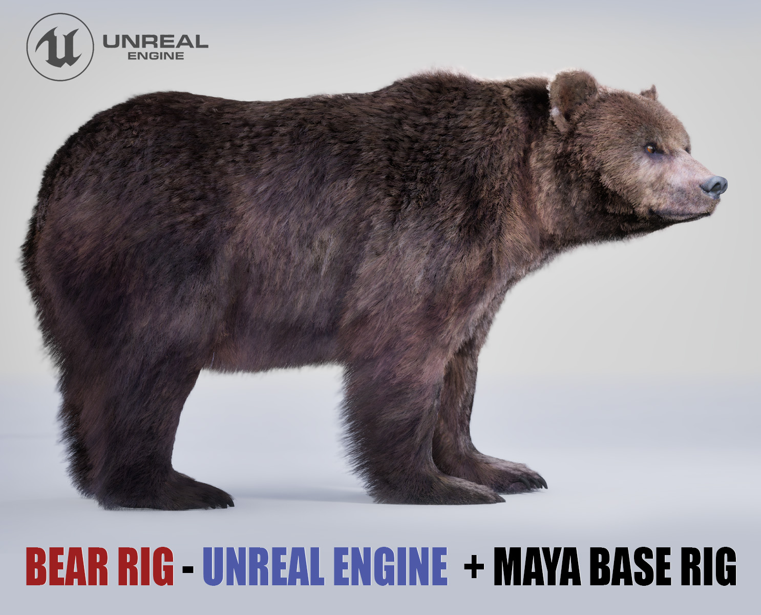 Bear Rig 3D Models | Animal 3d Models