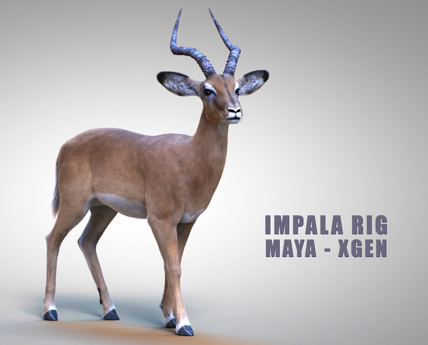Impala 3D Models | Animal 3d Models