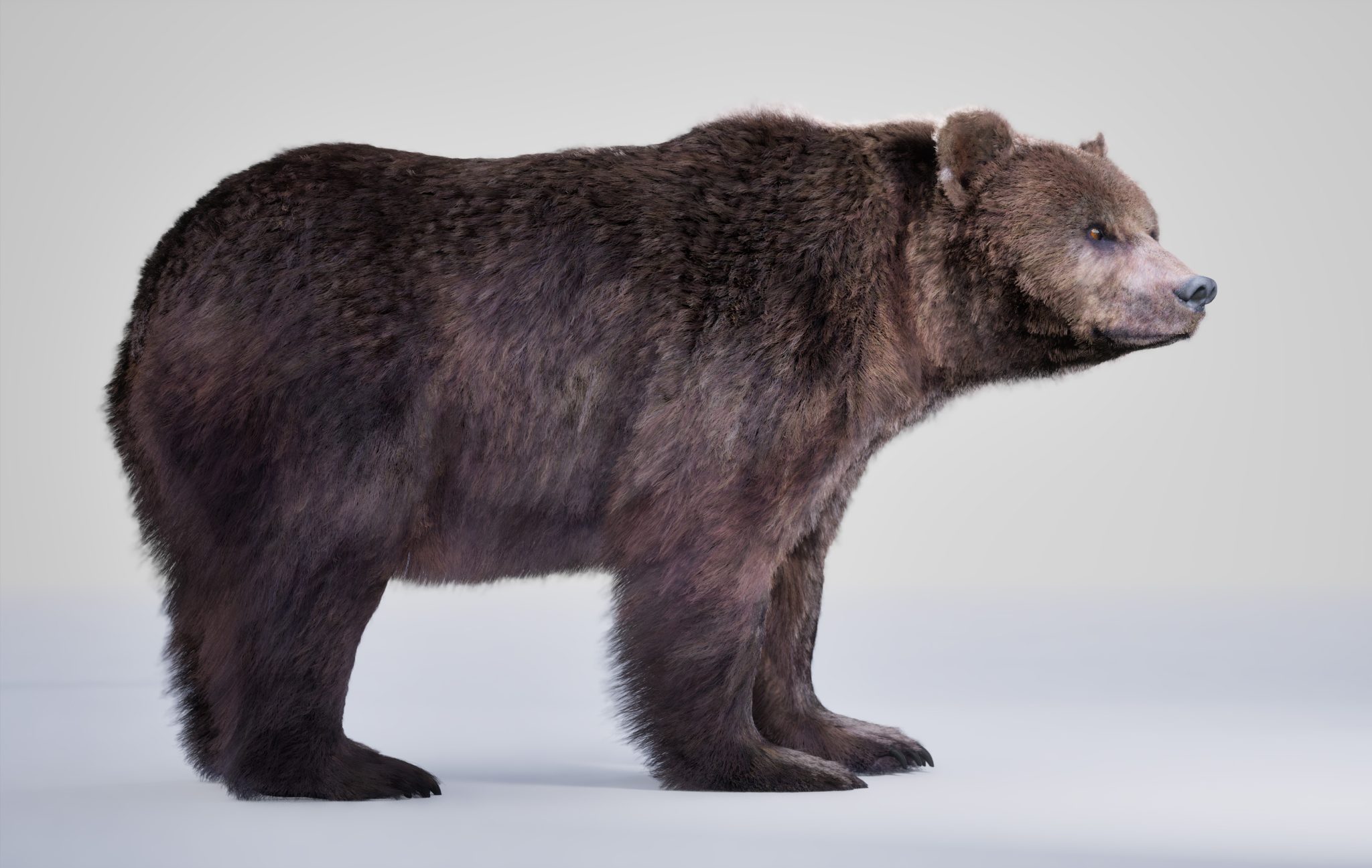 Bear Rig Bear Rig 3D Models | Animal 3d Models