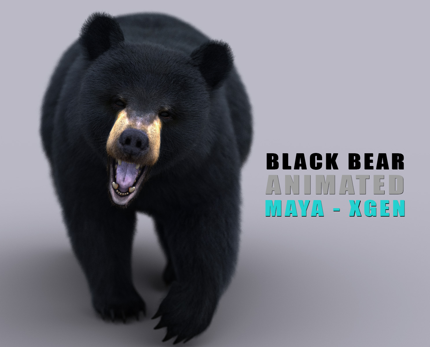 Black Bear 3D Models | Animal 3d Models