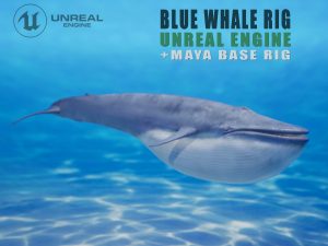 Blue Whale Rig 3D Models | Animal 3d Models
