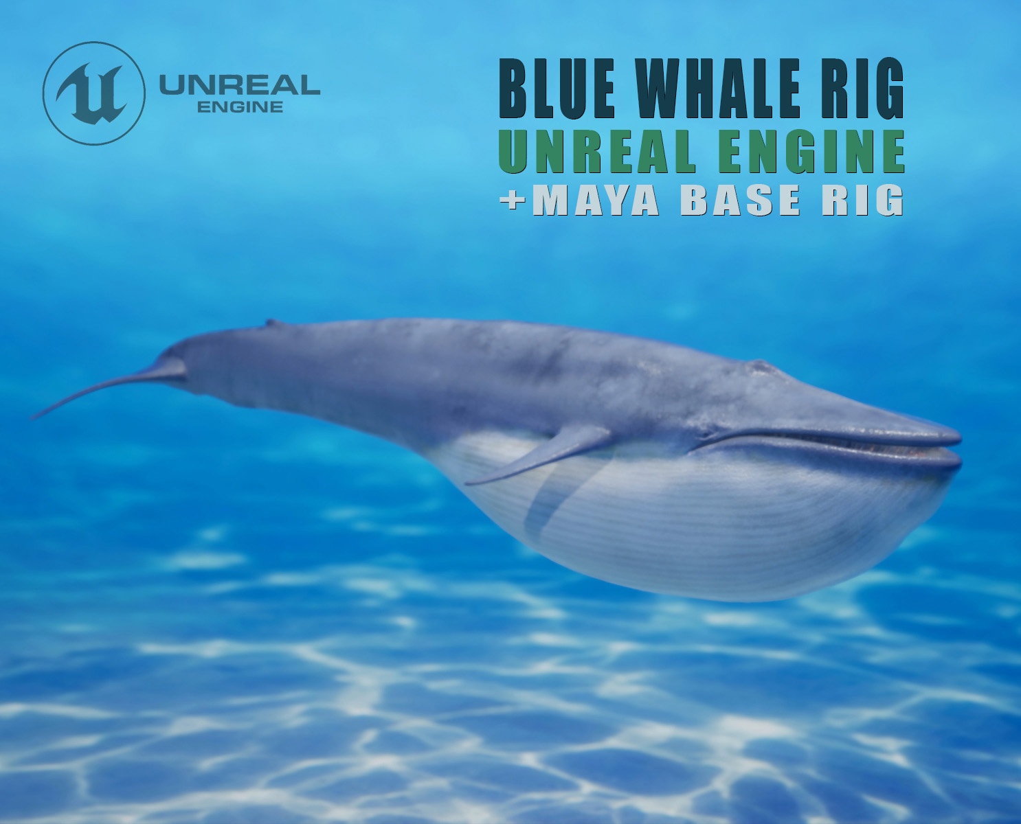 Blue Whale Rig 3D Models | Animal 3d Models