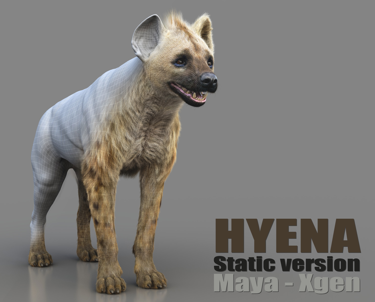 Hyena 3D Models | Animal 3d Models