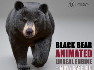 Black Bear 3D Models | Animal 3d Models