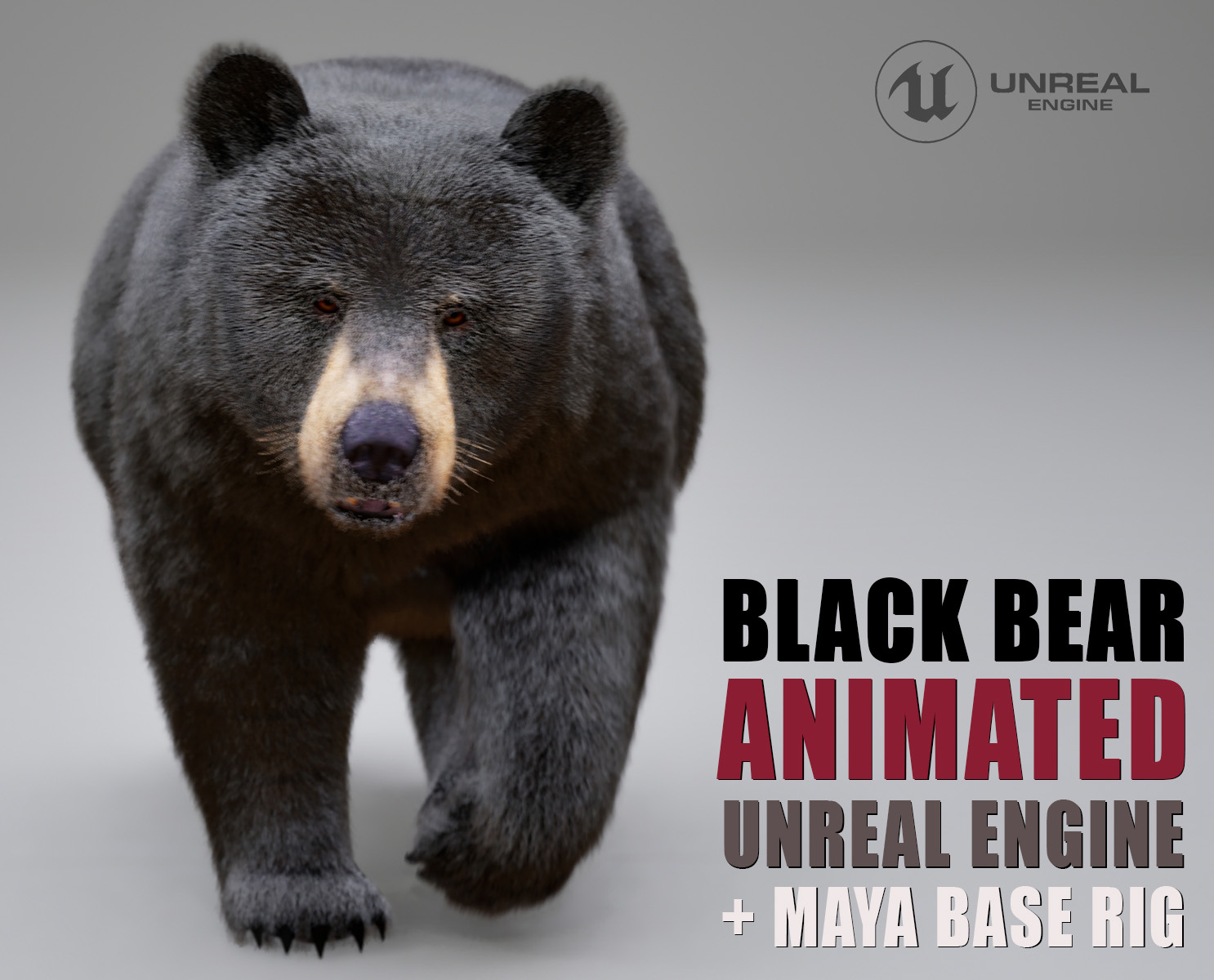 Black Bear 3D Models | Animal 3d Models