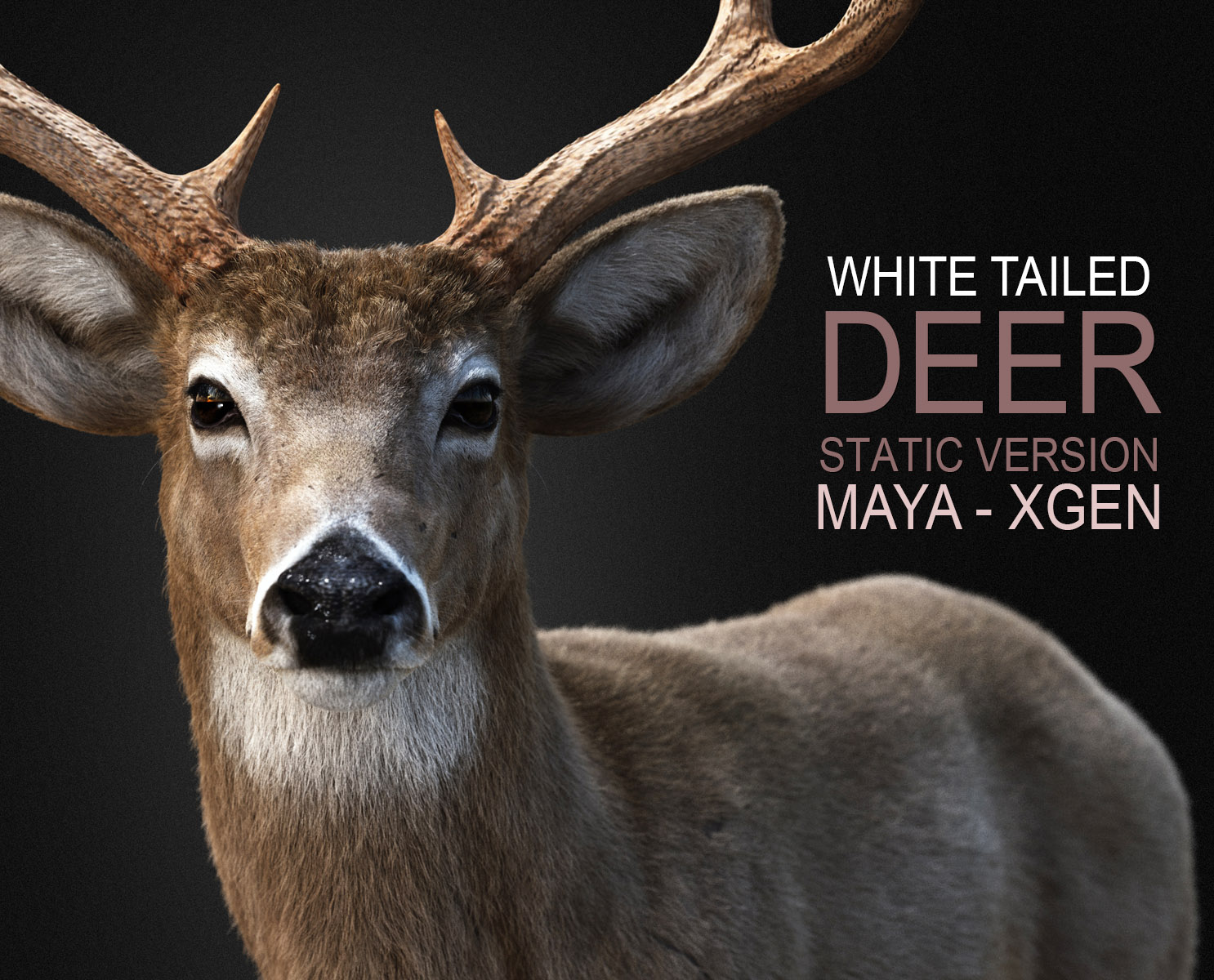 Deer 3D Models | Animal 3d Models