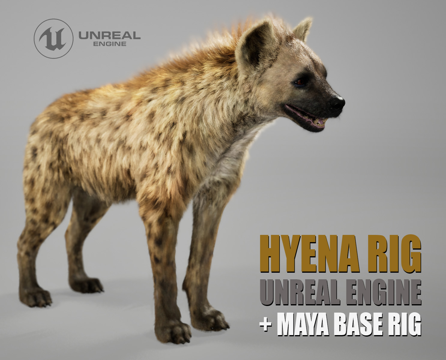 Hyena 3D Models | Animal 3d Models
