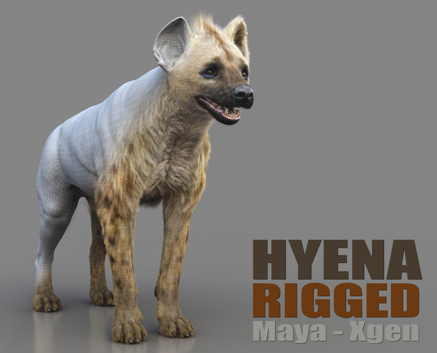 Hyena 3D Models | Animal 3d Models