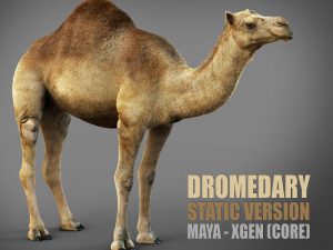 Dromedary 3D Models | Animal 3d Models