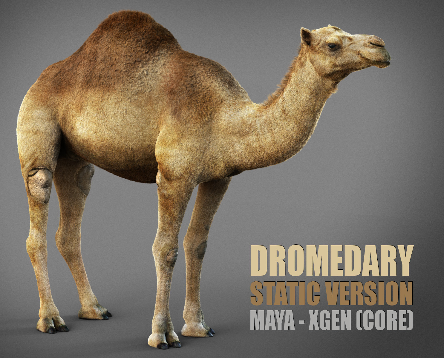Dromedary 3D Models | Animal 3d Models