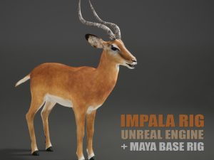 Impala 3D Models | Animal 3d Models