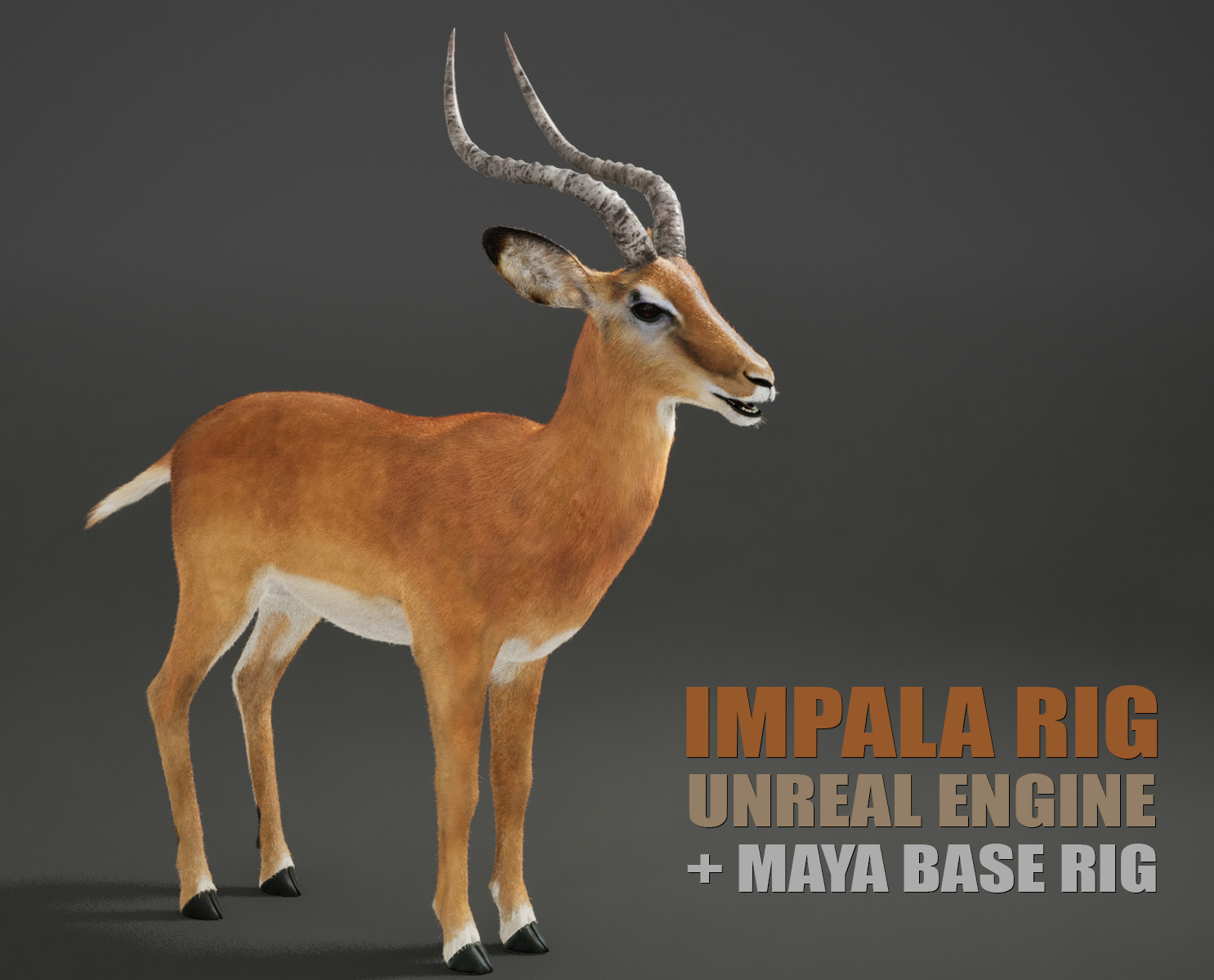 Impala 3D Models | Animal 3d Models
