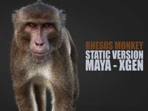 Rhesus Monkey 3D Models | Animal 3d Models