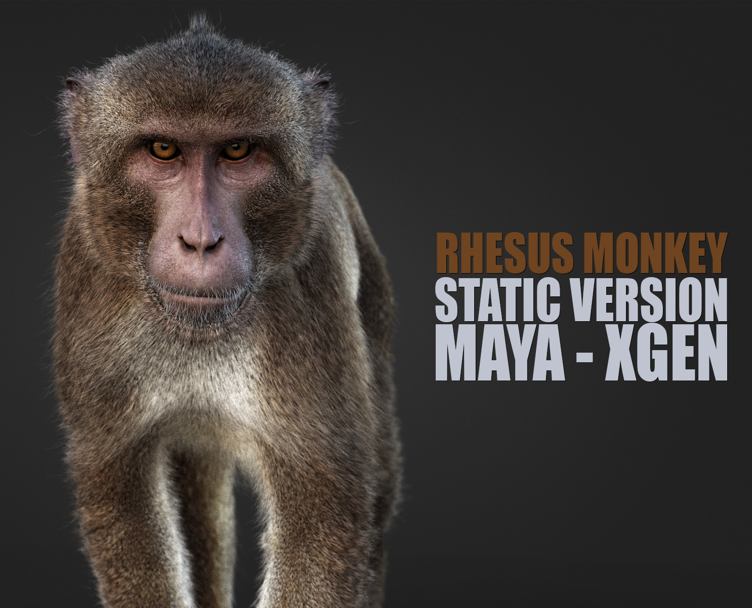 Rhesus Monkey 3D Models | Animal 3d Models