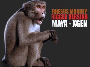 Rhesus Monkey 3D Models | Animal 3d Models